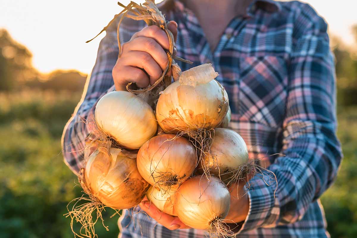 A close up horizontal image of a gardener holding a bunch of cured Allium cepa bulbs ready to go into storage pictured in evening sunshine.