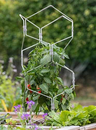 A close up of a Gardener's Vertex Lifetime Cage supporting a plant.