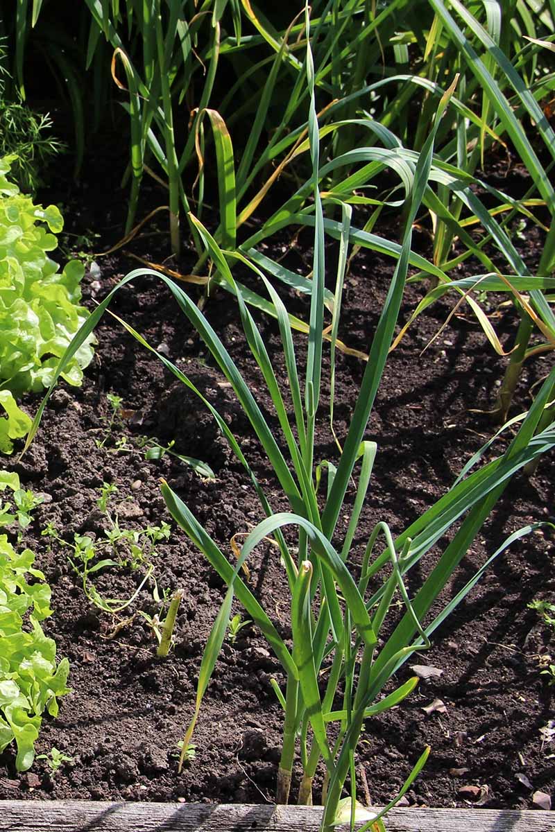 A close up vertical image of a mixed vegetable bed.