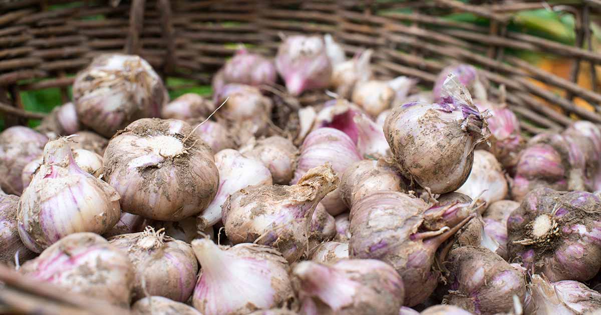 Selecting The Right Garlic Variety For Optimal Pest And Disease Control
