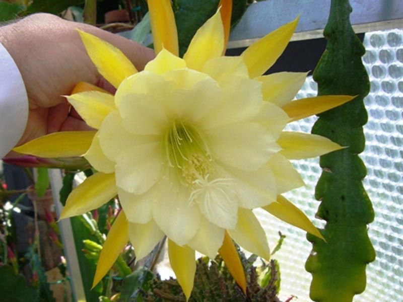 A close up horizontal image of a hand from the left of the frame holding a yellow Epiphyllum 'George French' flower.
