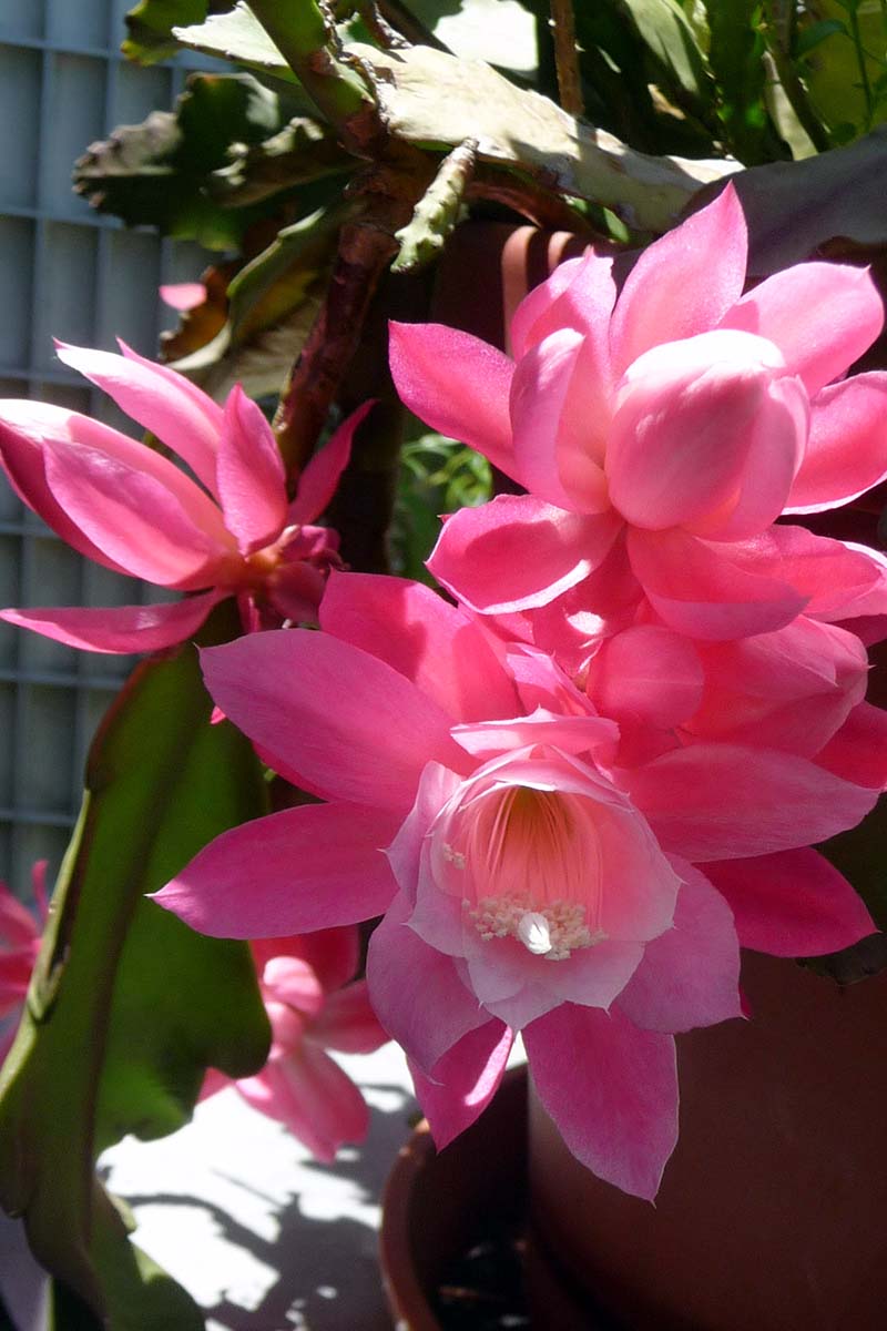 A close up vertical image of the bright pink flowers of Epiphyllum 'German Empress' pictured in light filtered sunshine.