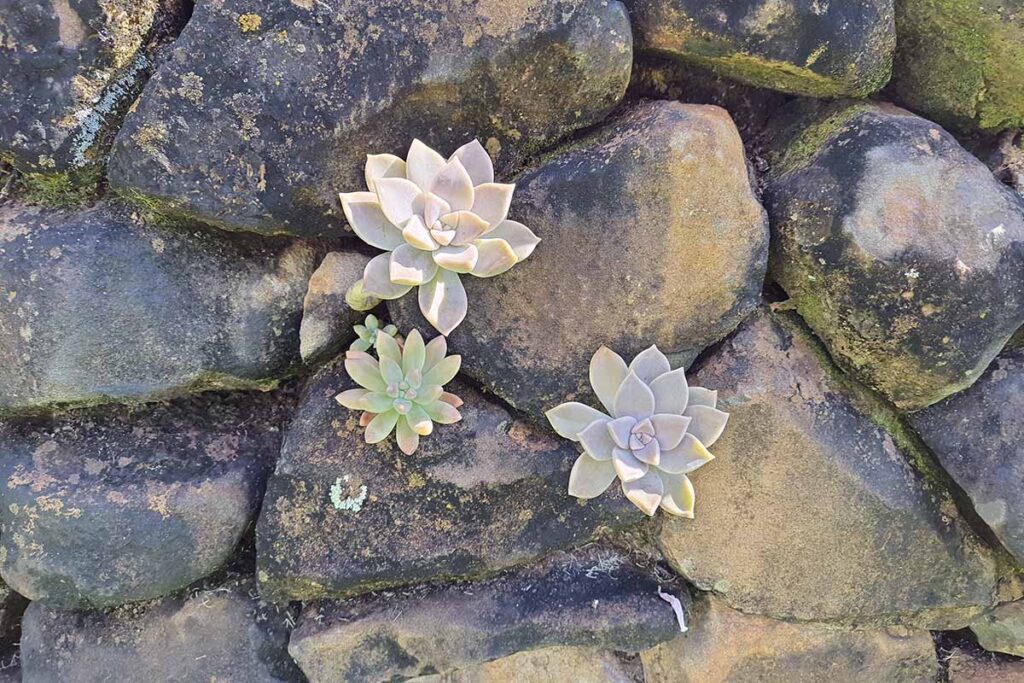 A close up horizontal image of ghost plants growing in a stone wall.