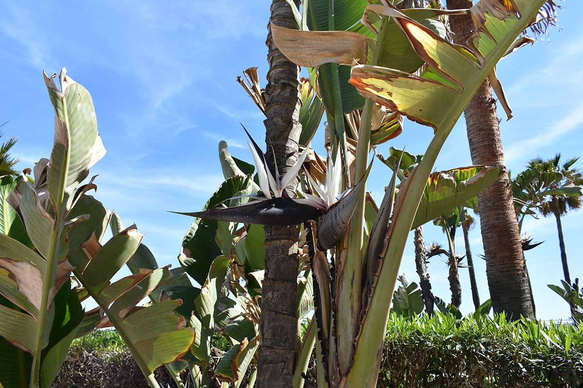 Poziomy obraz rośliny Strelizia nicolai rosnącej w ogrodzie na tle błękitnego nieba.