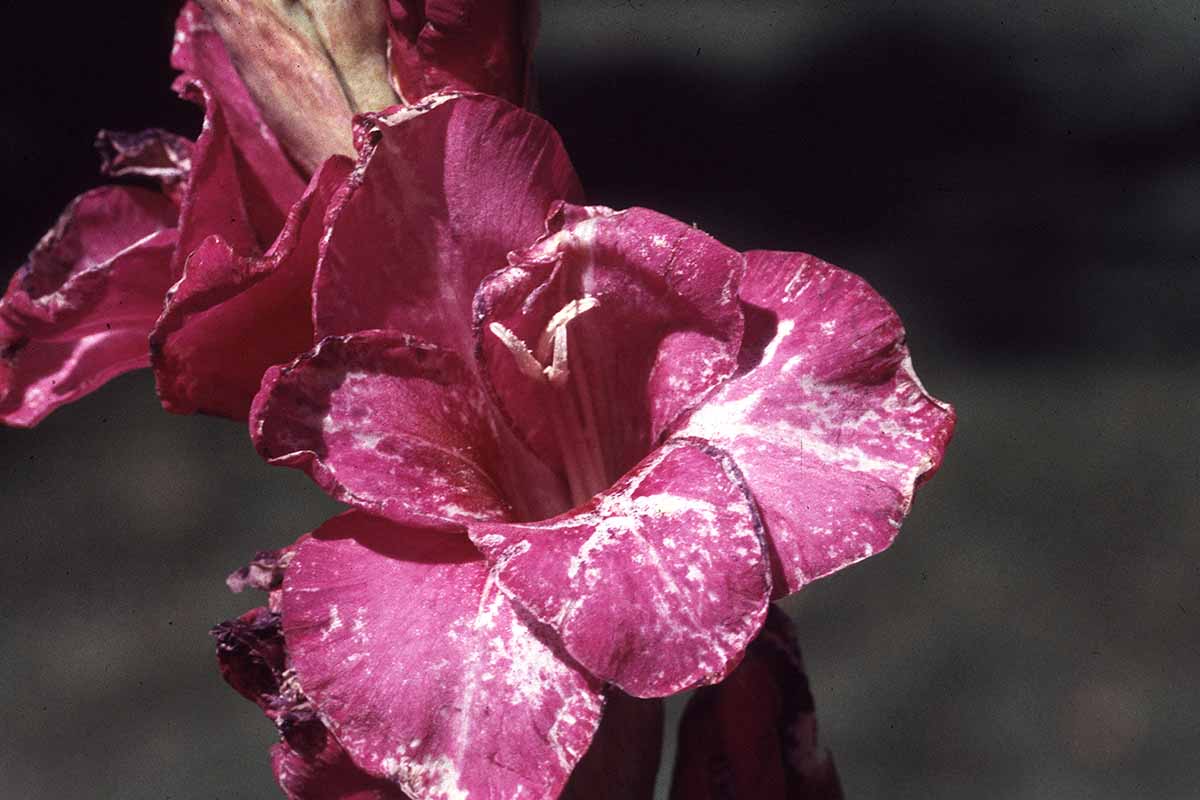 A close up horizontal image of pink gladiolus flowers showing thrips damage pictured on a soft focus background.