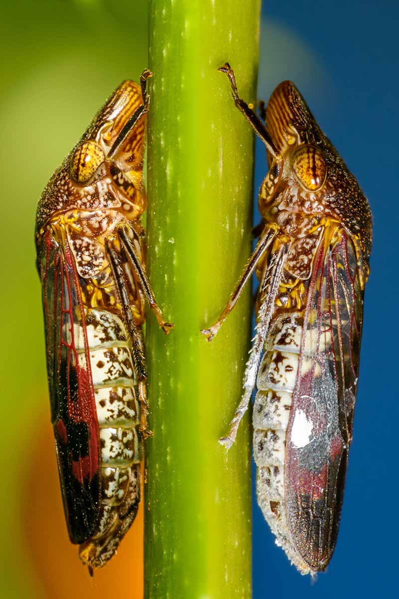 A close up vertical image of two glassy-winged sharpshooter bugs sitting onerously on either side of a plant stem.