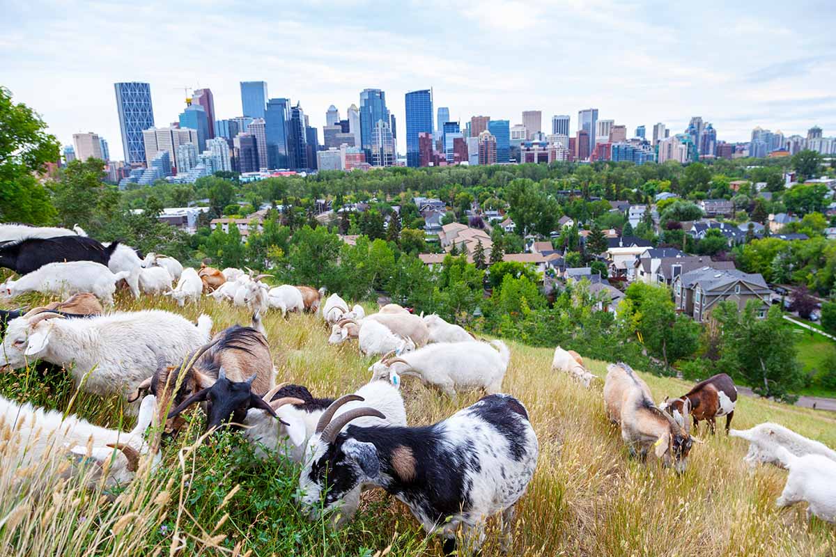 A horizontal image of a cityscape with goats munching on weeds on a hillside.