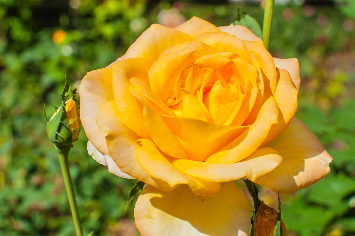A close up horizontal image of a single 'Gold Meda' rose pictured in bright sunshine on a soft focus background.