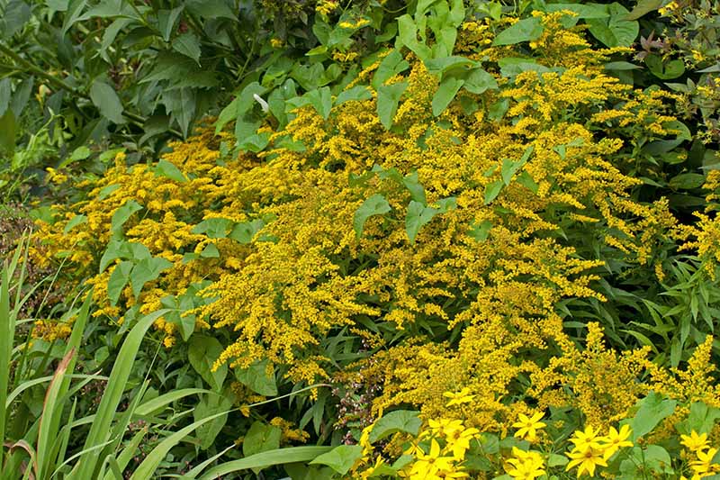 A close up horizontal image of 'Golden Baby' goldenrod growing in the garden.
