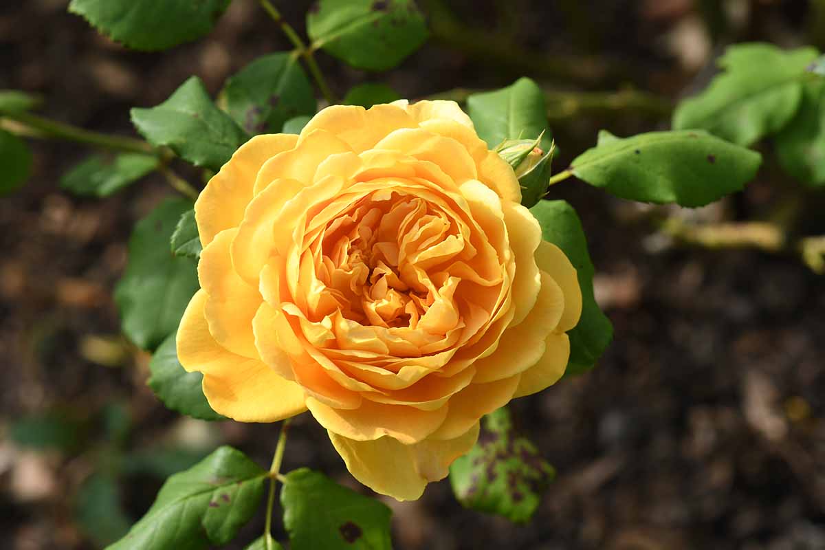 A close up horizontal image of Rosa 'Golden Celebration' flowers growing in the garden pictured in bright sunshine on a soft focus background.