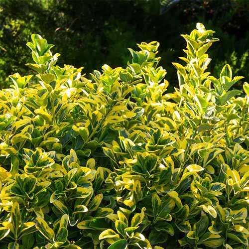 A close up square image of the variegated foliage of 'Golden' Euonymus shrub pictured in bright sunshine.