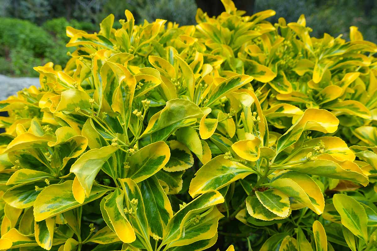 A close up horizontal image of Euonymus japonicus 'Aureomarginatus' with variegated foliage growing in the garden.