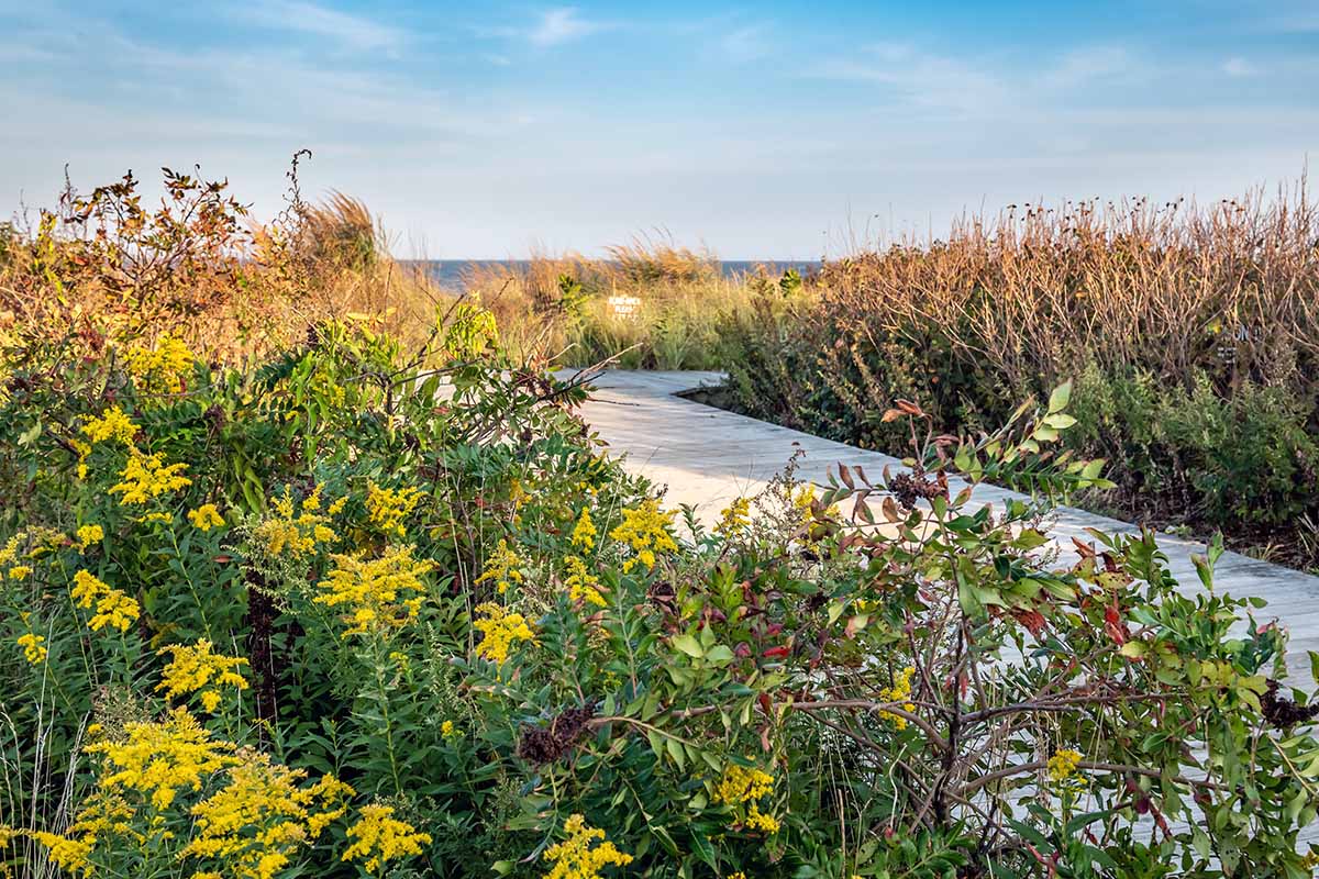 A horizontal image of a boardwalk leading down to the ocean flanked with goldenrod and other wildflowers.