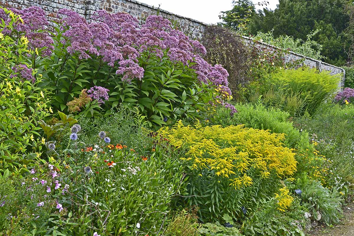 A horizontal image of a wildflower planting in a cottage garden.