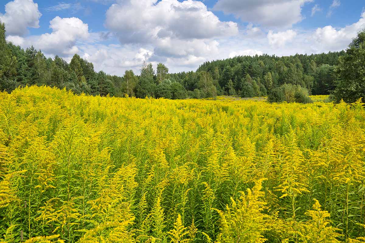 A horizontal image of a landscape scene with a large meadow of goldenrod and trees and blue sky in the background.