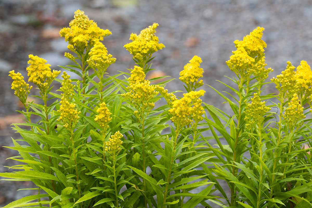 A close up horizontal image of goldenrod (Solidago) growing in the garden pictured on a soft focus background.