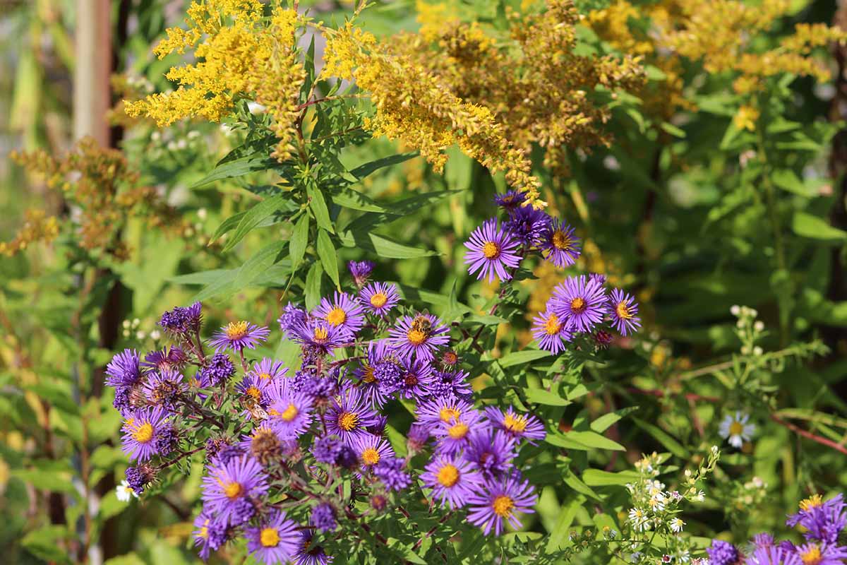 A close up horizontal image of goldenrod growing in the garden with purple asters as companions, pictured in bright sunshine.