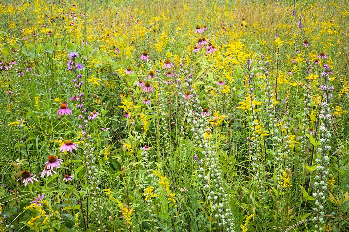 A wildflower meadow with goldenrod, coneflowers, and blazing star.