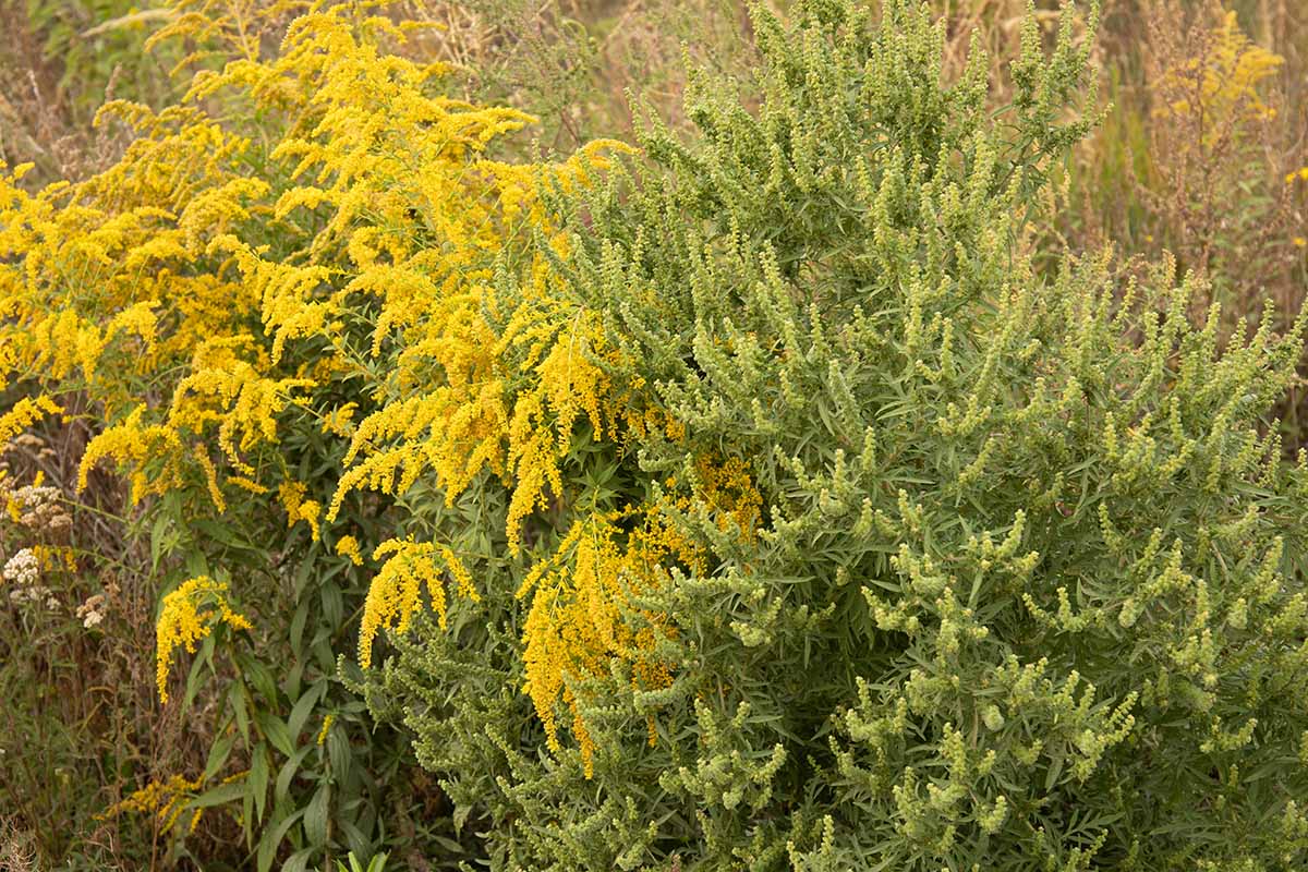 A horizontal image of goldenrod growing wild next to ragweed.