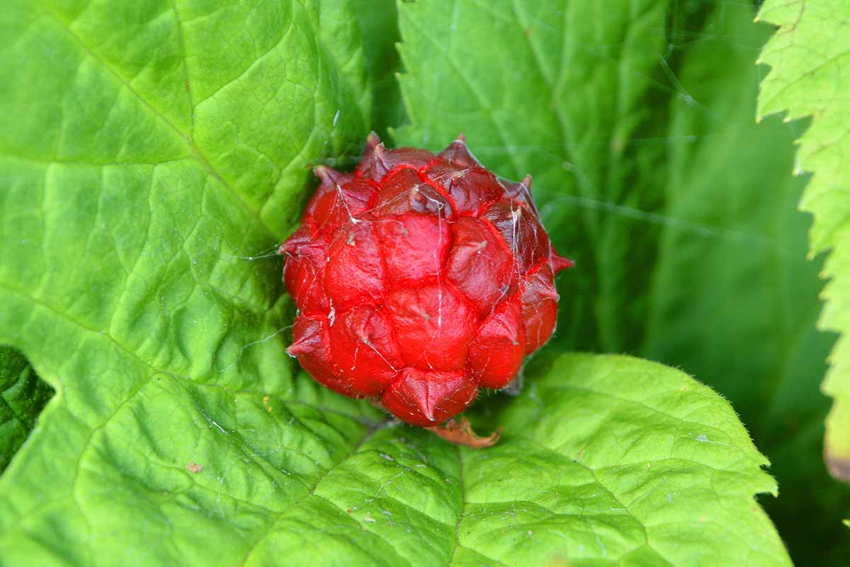 A close up horizontal image of goldenseal (Hydrastis canadensis) ripe red fruit surrounded by green foliage.