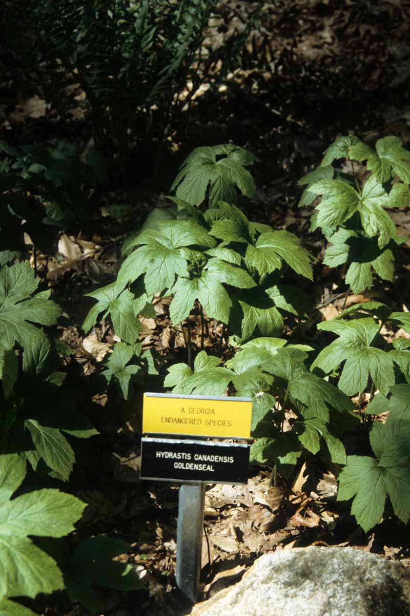 A close up vertical image of goldenseal (Hydrastis canadensis) growing in a woodland with a sign in front of it.