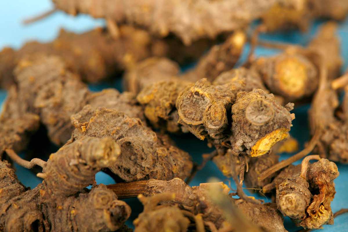 A close up horizontal image of goldenseal (Hydrastis canadensis) roots set on a blue surface.