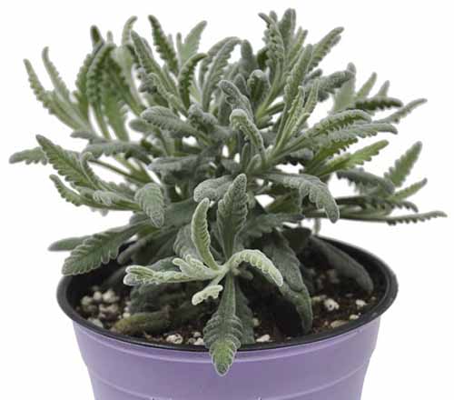 A close up of a small 'Goodwin Creek Gray' lavender plant growing in a purple pot isolated on a white background.