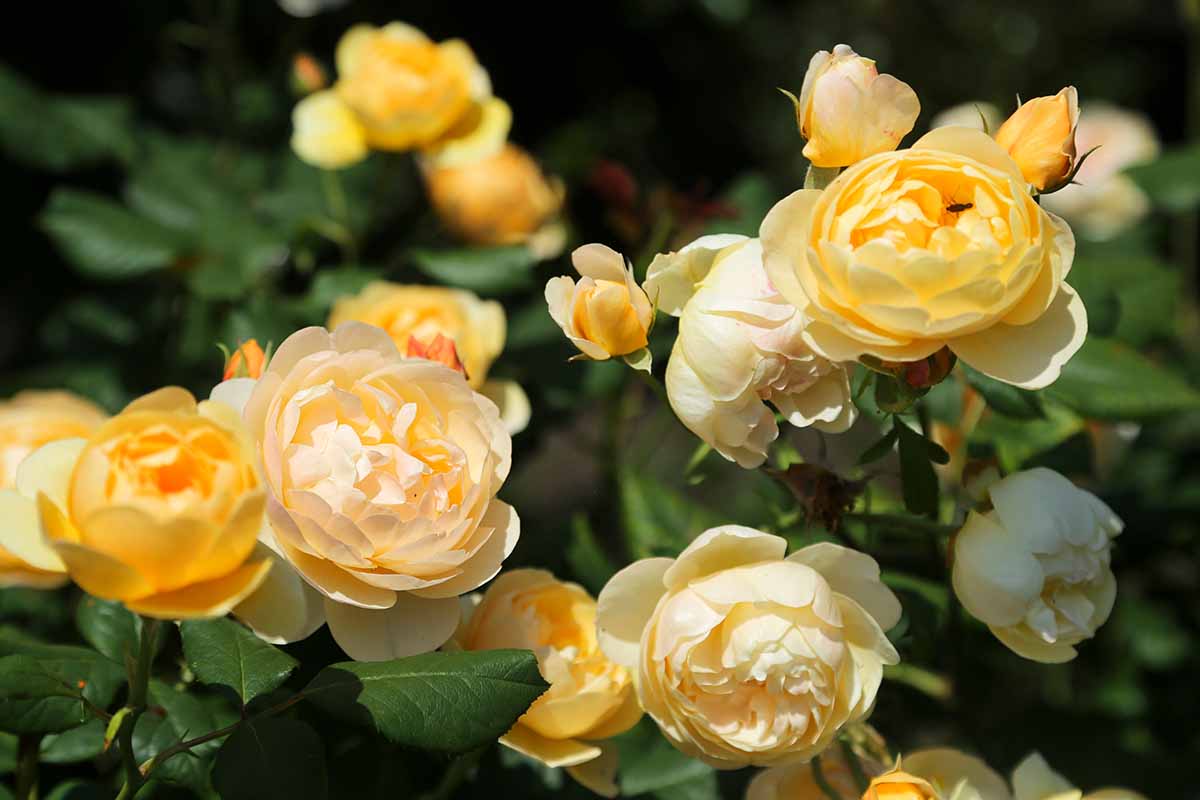 A close up horizontal image of Rosa 'Graham Thomas' flowers growing in a sunny garden pictured on a soft focus background.