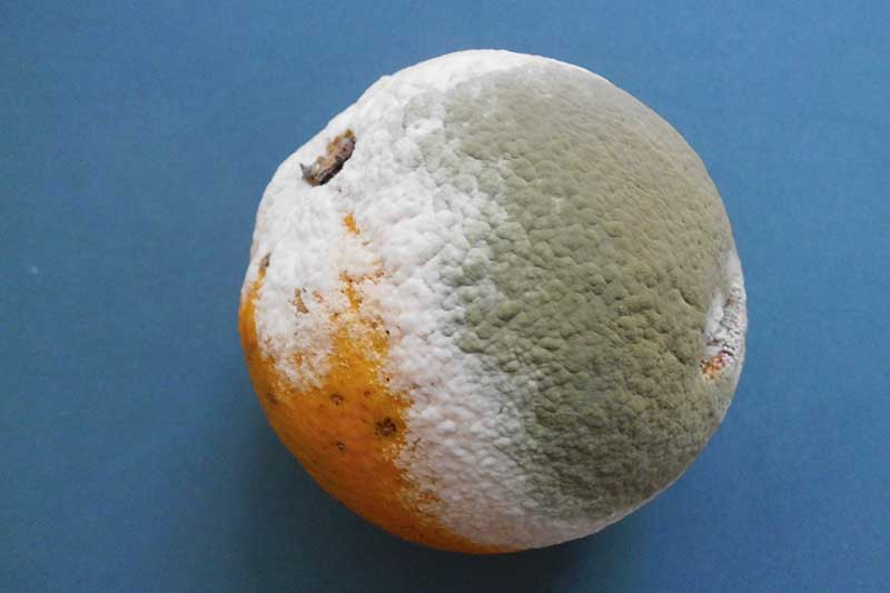 A close up horizontal image of a gray mold on a citrus fruit.