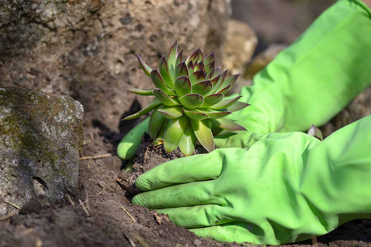 A close up horizontal image of a gardener wearing green gloves planting a succulent in the garden.