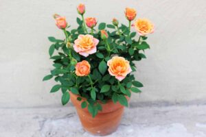 A close up horizontal image of a miniature rose with orange flowers growing in a terra cotta pot set on a concrete surface.