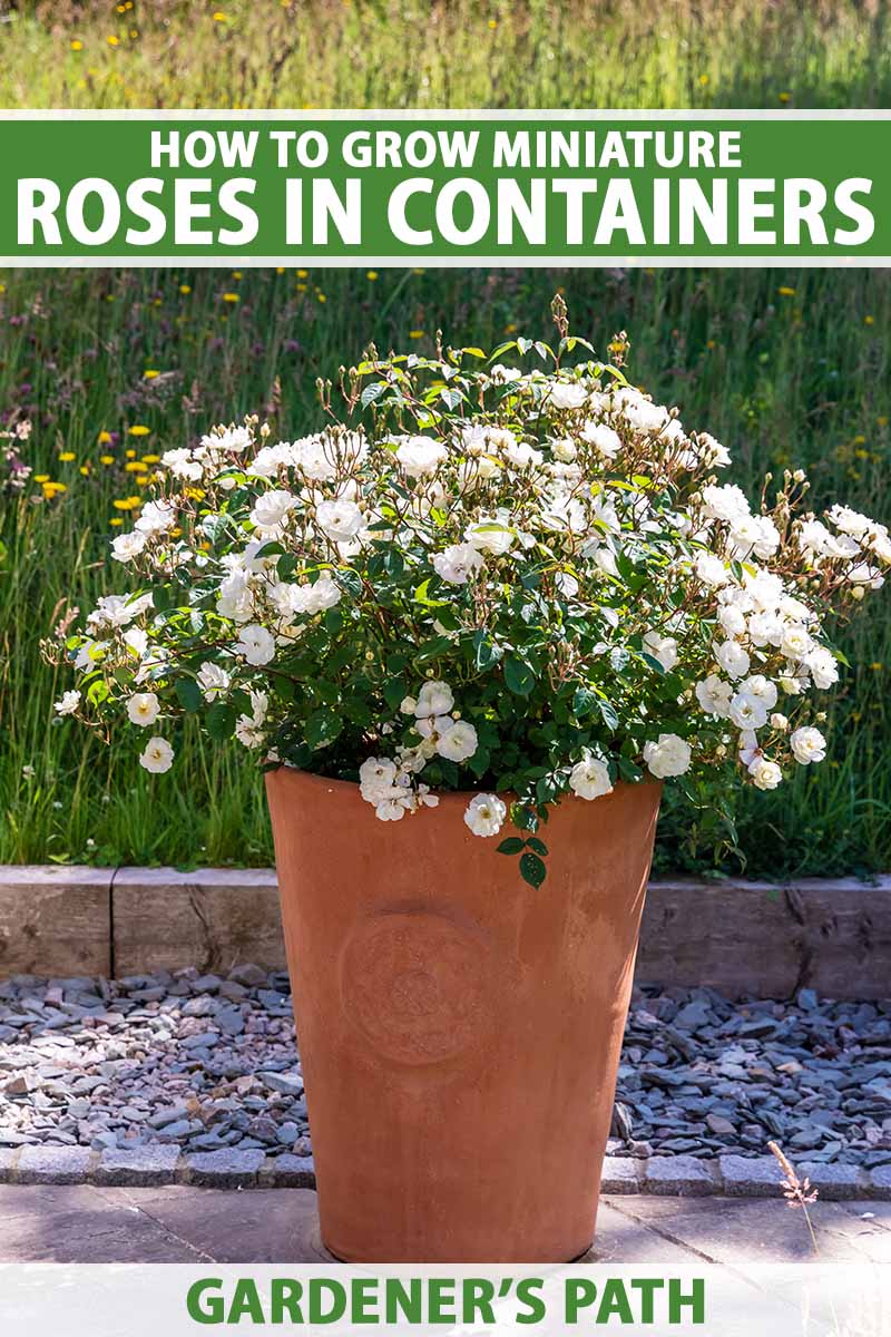 How to Grow Miniature Roses in Containers