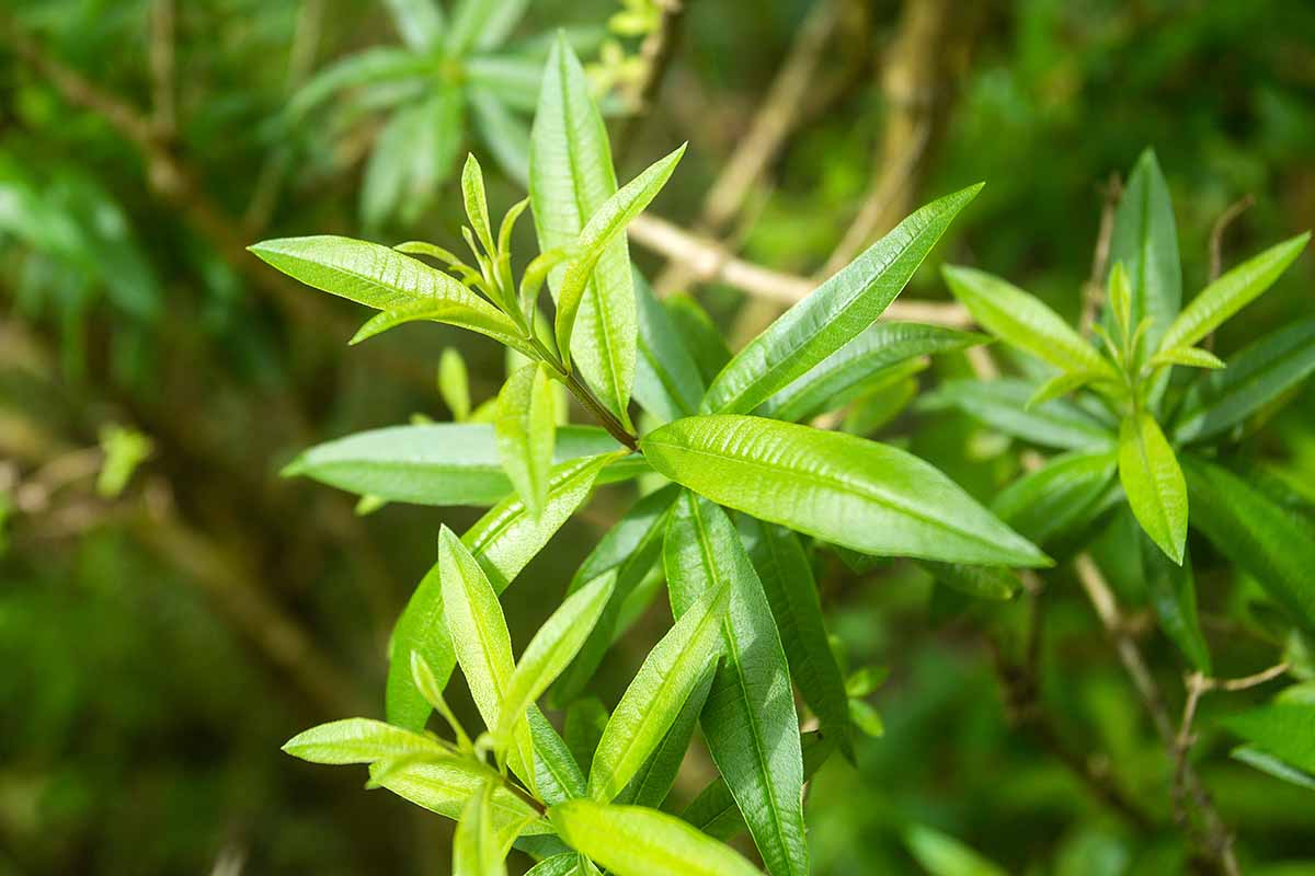 A close up horizontal image of the growing tips of a lemon verbena plant growing in the garden pictured in light sunshine on a soft focus background.