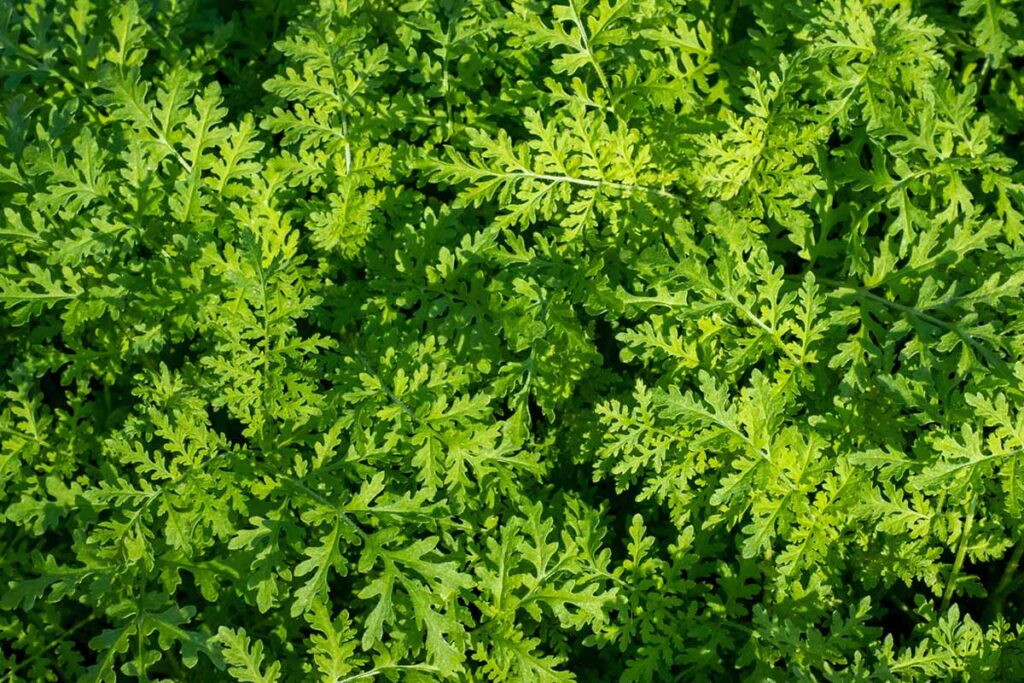 A close up horizontal image of hairy vetch growing as a cover crop pictured in light sunshine.