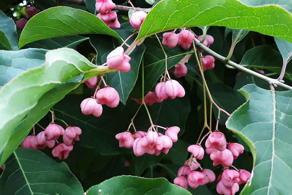 A close up horizontal image of the bright pink fruits of Hamilton's spindletree pictured on a soft focus background.