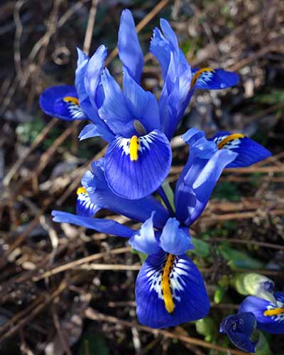 A close up vertical image of a blue and yellow early blooming dwarf iris growing in the garden.