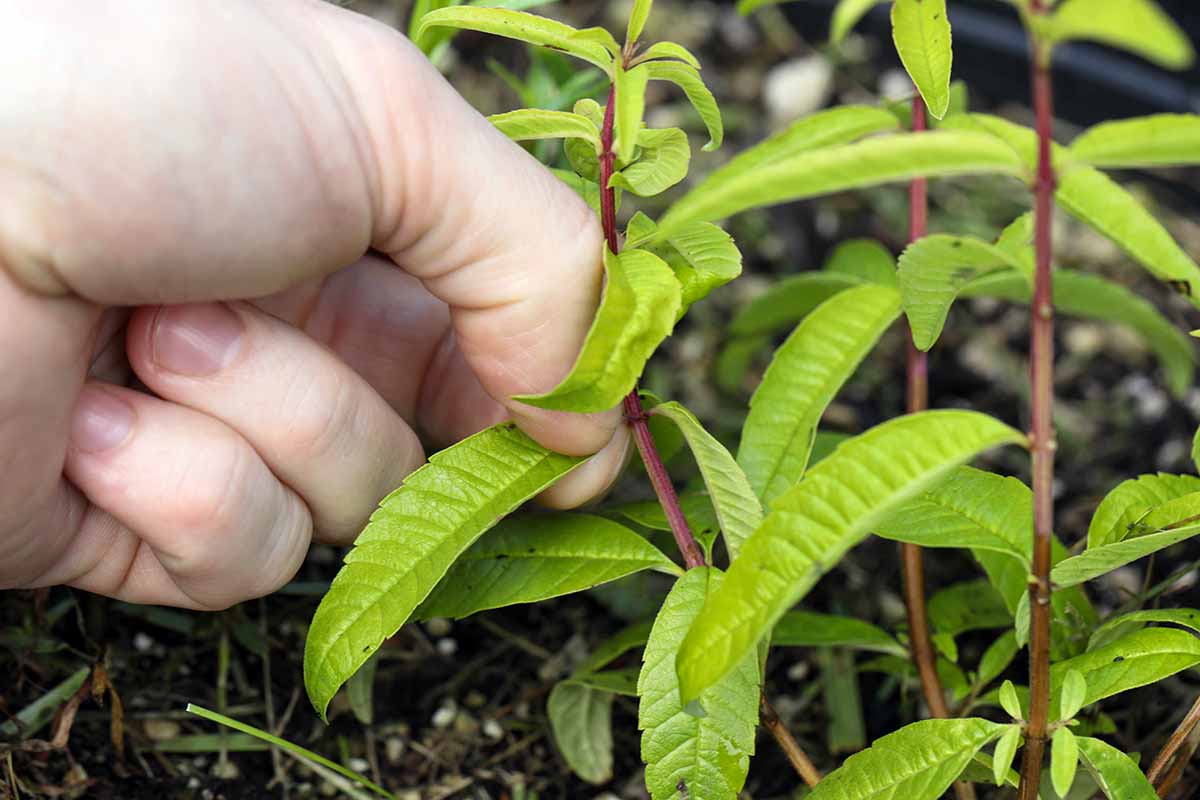 A close up horizontal image of a hand from the left of the frame pinching a leaf of lemon verbena herb.