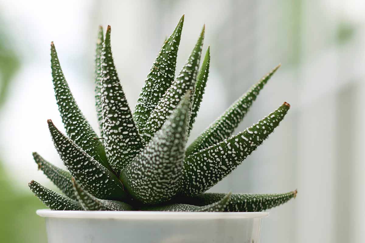 A close up horizontal image of a haworthia succulent plant growing in a pot indoors pictured on a soft focus background.