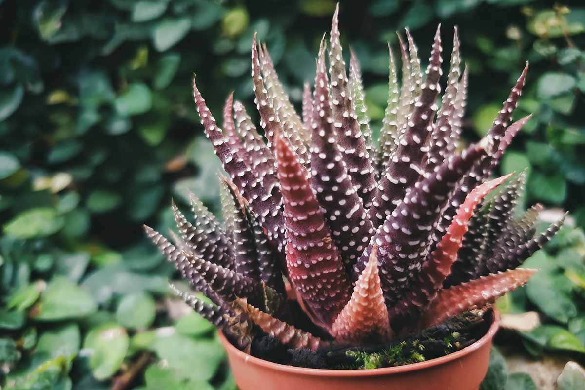 A close up horizontal image of a haworthia plant that has purple foliage as a result of too much light.