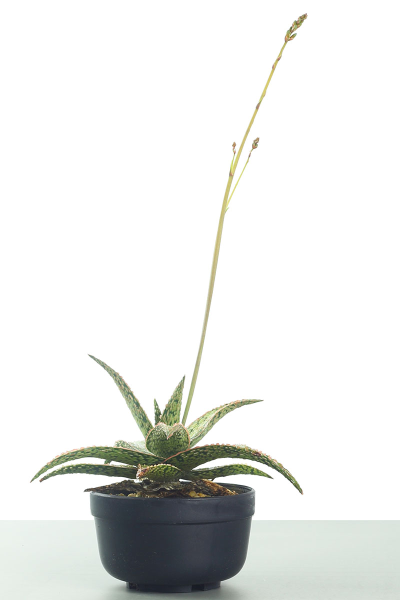 A vertical image of a haworthia houseplant growing in a small pot with a long flower stem isolated on a white background.