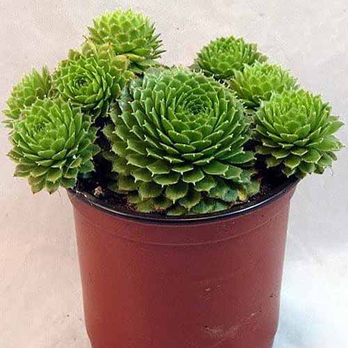 A square image of hens and chicks succulents growing in a plastic pot.