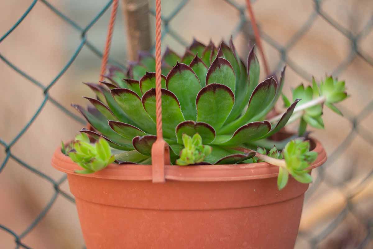 A horizontal image of hens and chicks growing in a hanging pot.