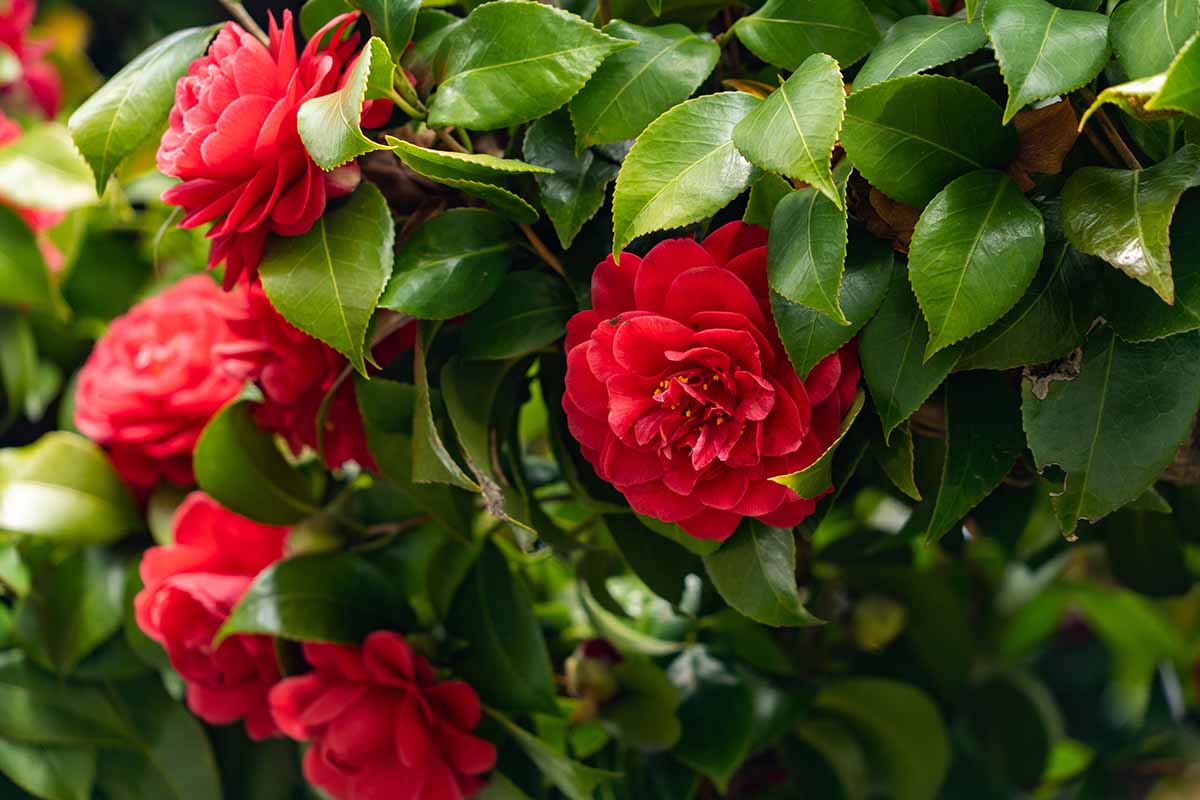 A close up horizontal image of red camellia flowers growing in the garden.