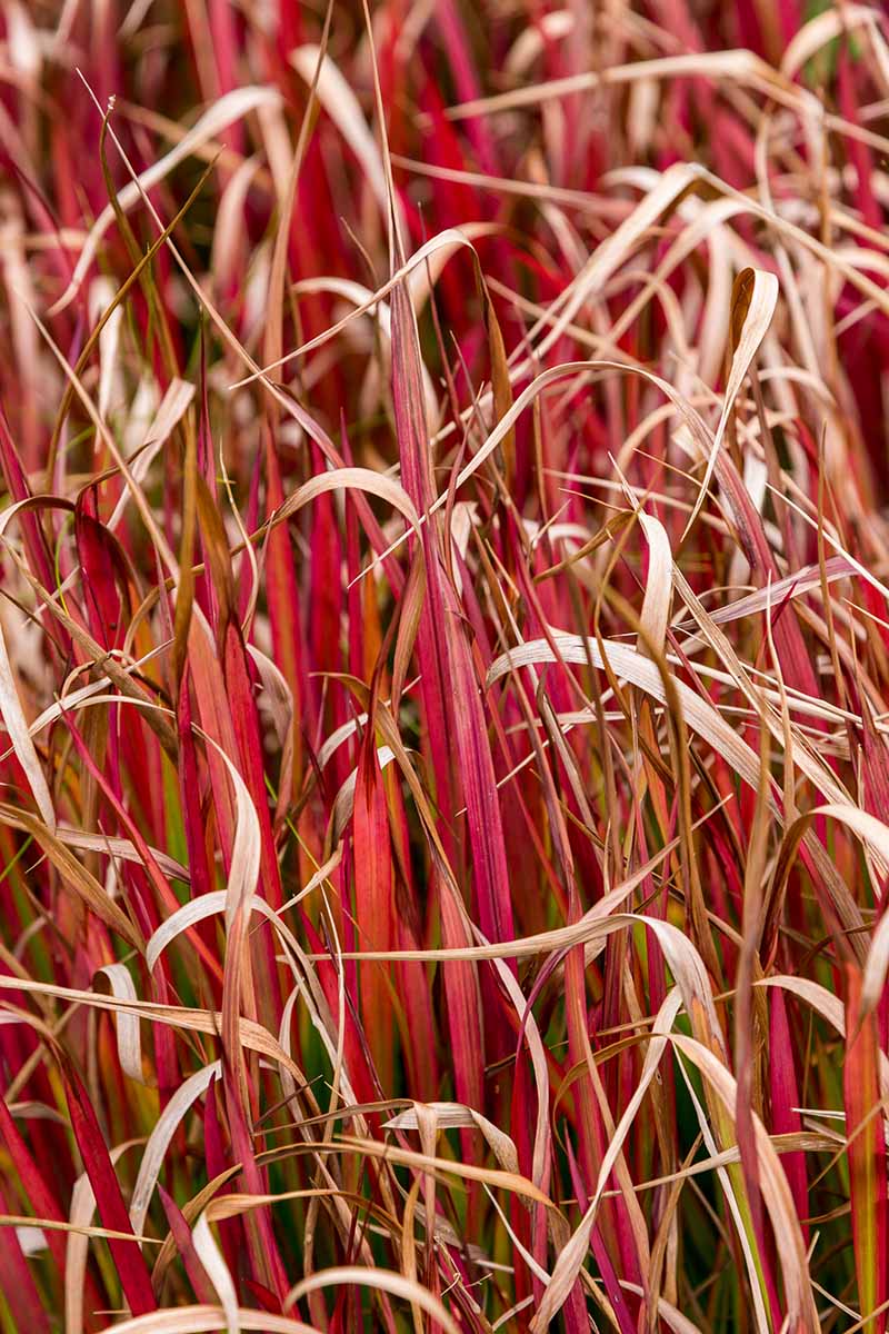 A close up vertical image of the deep red foliage of hook sedge.