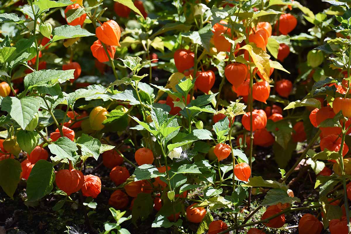 A close up horizontal image of a Chinese lantern plant with an abundance of orange pods, growing in the garden pictured in bright sunshine.