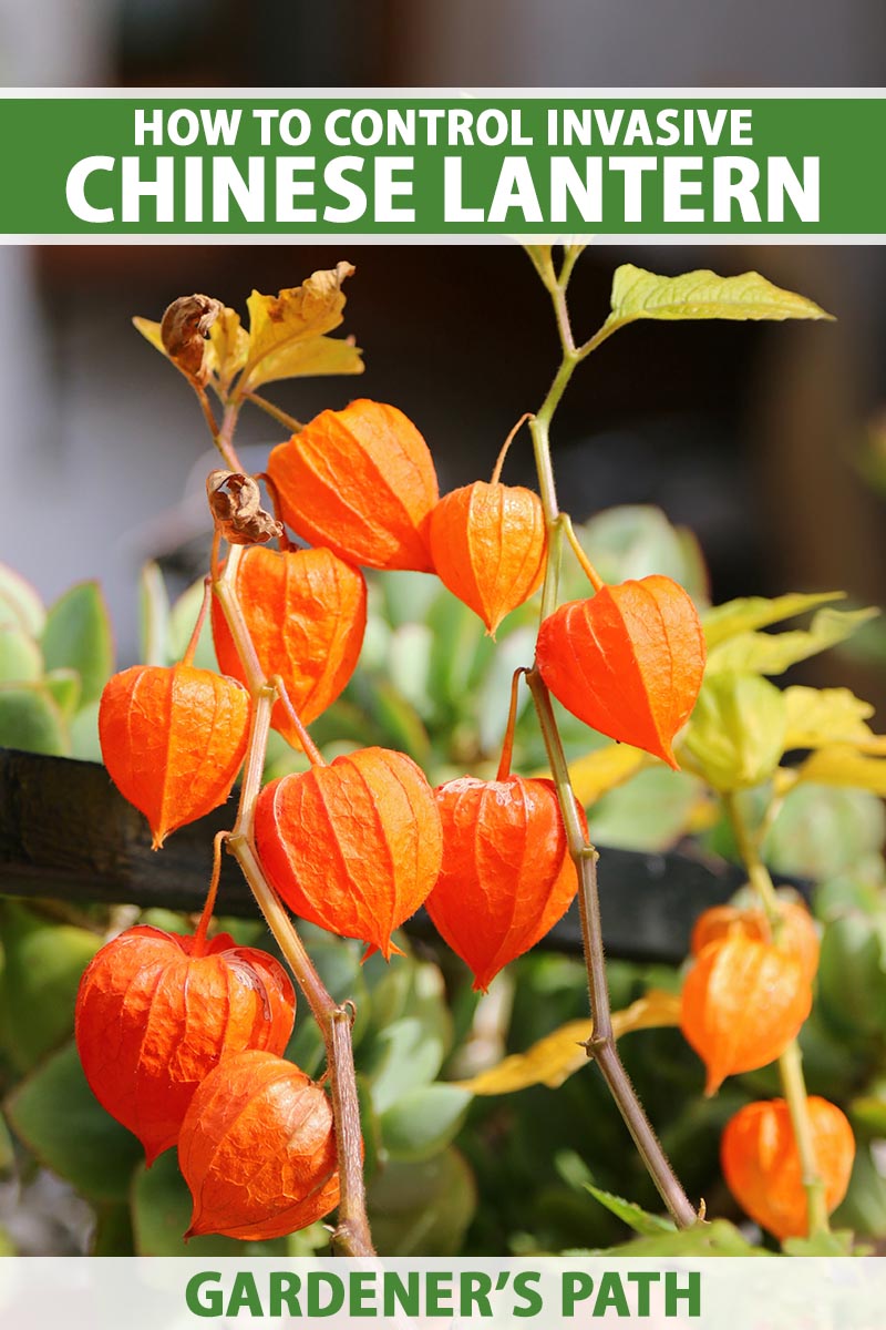 A close up vertical image of a Chinese lantern plant (Alkekengi officinarum, syn. Physalis alkekengi) with bright orange pods pictured on a soft focus background. To the top and bottom of the frame is green and white printed text.