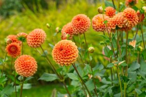 A close up horizontal image of orange dahlias growing in the late summer garden pictured on a soft focus background.