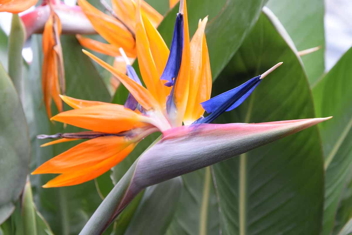 A close up horizontal image of a bird of paradise flower growing in the garden with foliage in soft focus in the background.