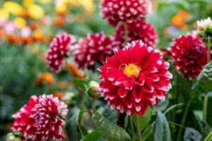 A close up horizontal image of red and white bicolored dahlias growing in the late summer garden pictured on a soft focus background.