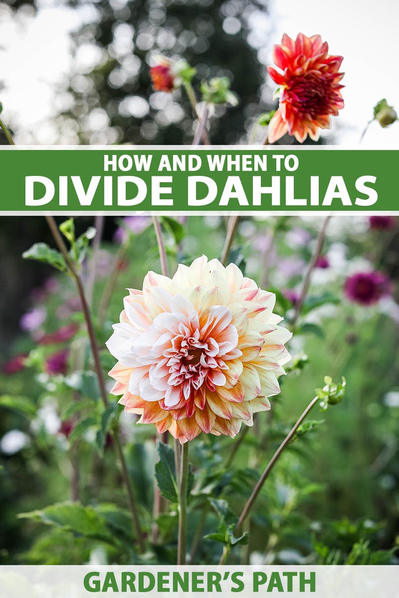 A vertical image of dahlia flowers growing in the late summer garden pictured on a soft focus background. To the center and bottom of the frame is green and white printed text.